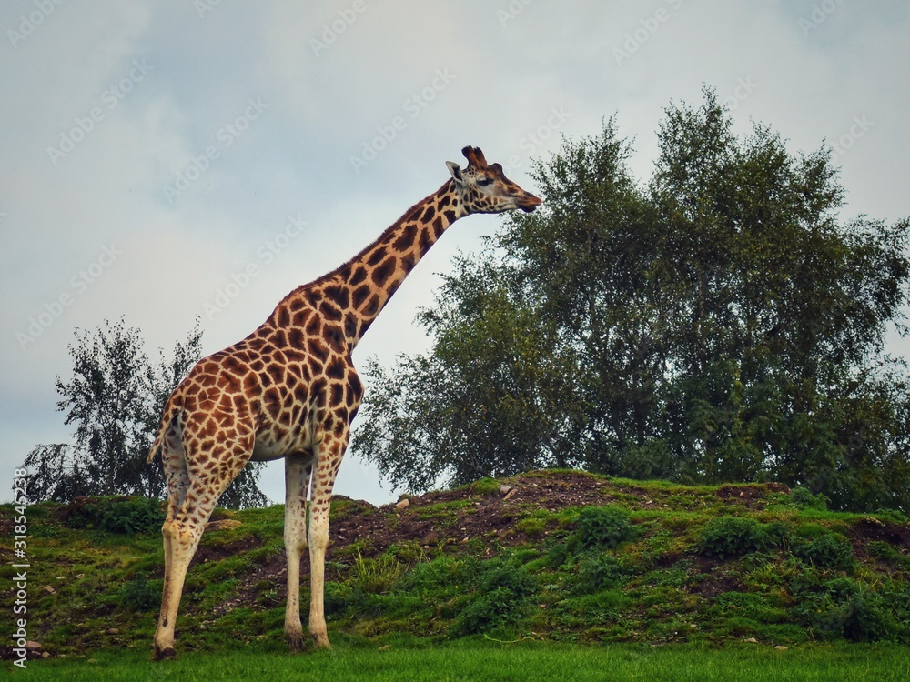 Fototapeta premium Fota Wildlife Park in County Cork, Ireland, Near Cork