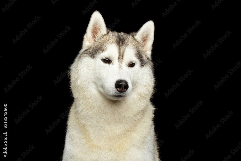 Portrait of Siberian Husky Dog on Isolated Black Background, Front view