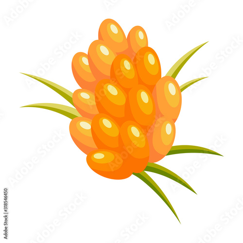 Sea-buckthorn berries. Element for design vector illustration.