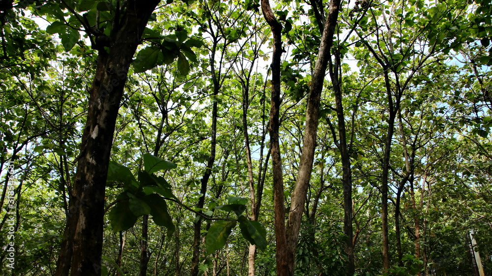 Fototapeta premium Teak forest in the photo from below, with selective focus, blurry, and out of focus