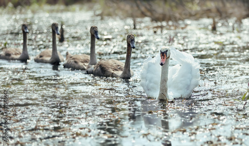 Family of white swans on the lake