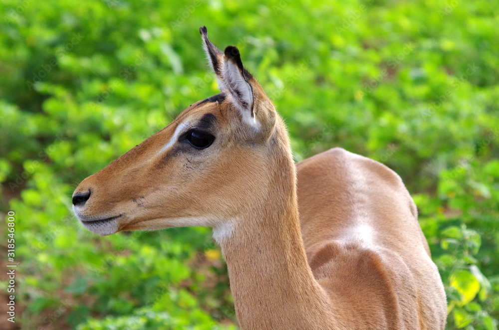 Obraz premium Impala antelope female portrait