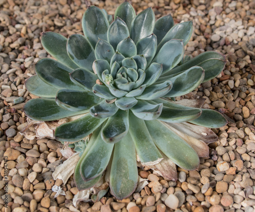 Natural cactus garden or terrace decoration.