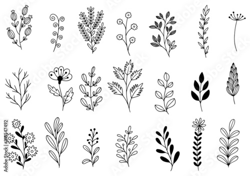 collection forest fern eucalyptus art foliage natural leaves herbs in line style. Decorative beauty elegant illustration for design hand drawn flower