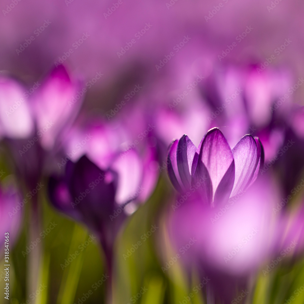 Fototapeta premium Lila Blüten im Frühling - Lichtdurchflutete Krokusse