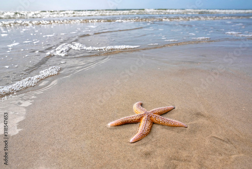 Lebender Seestern am Strand photo