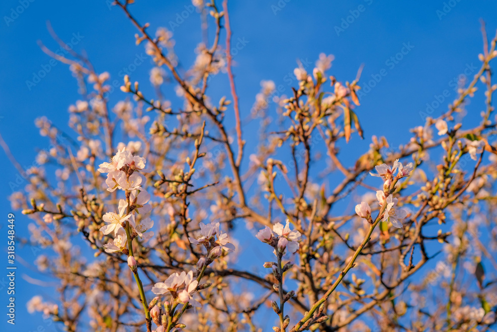 Blooming almond tree on the Mediterranean coast of Spain in January on blue sky background. Flowering trees as a symbol of the coming spring. Roses, Catalonia. Blooming almond tree on the Mediterranean coast of Spain in January on blue sky background. Flowering trees as a symbol of the coming spring. Roses, Catalonia.