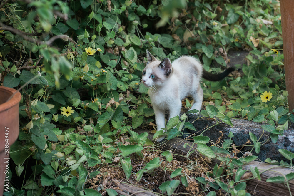 Fototapeta premium Cute kitten exploring a garden