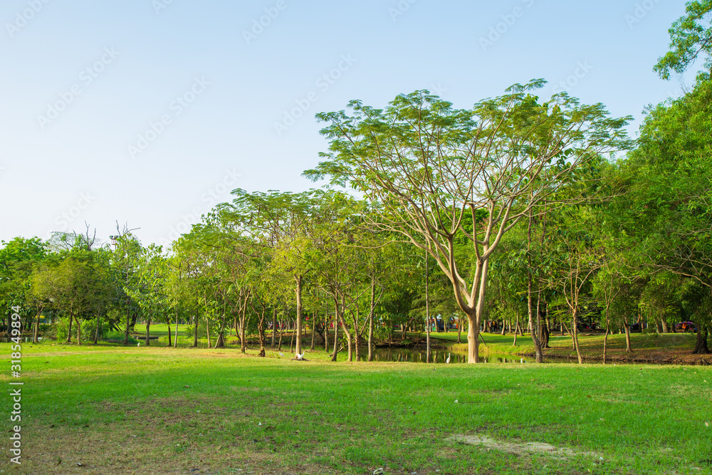 Many tree and meadow in a park with sky background.