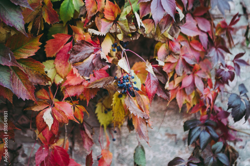  Purple  Violet  Yellow  Green  Red and Orange Autumn Leaves And Blue Berries of Wild Grape Background