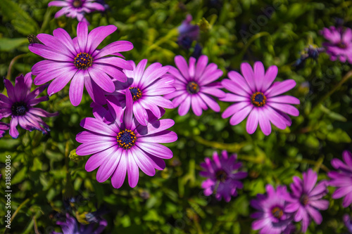 Beautiful  purple fanfare  flower in a meadow. Spring summer flowers  sunny day  nature garden background