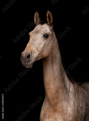 Ahalteke horses © Юлия Дудкова