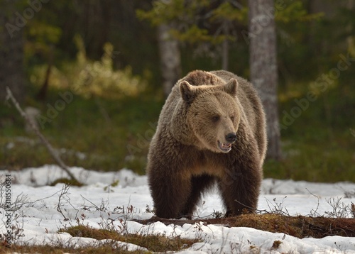 Brown bear in winter forest