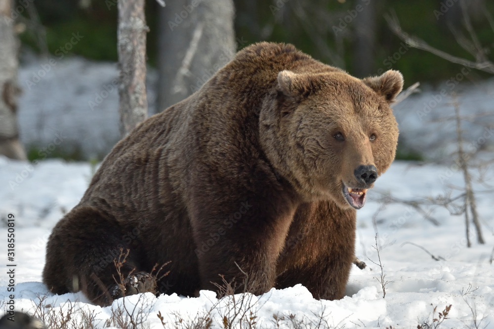 Fototapeta premium Brown Bear (Ursus arctos) in spring forest.