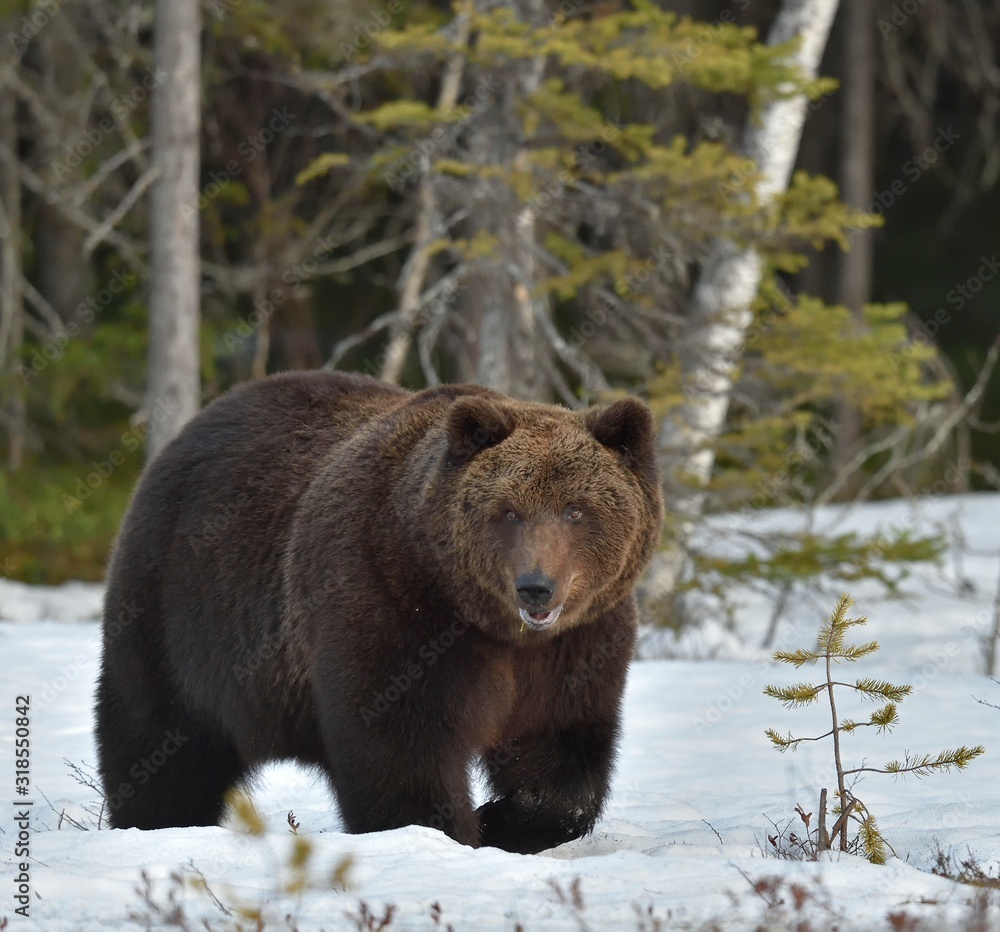Brown Bear (Ursus arctos) in spring forest. Brown Bear (Ursus arctos) in spring forest.