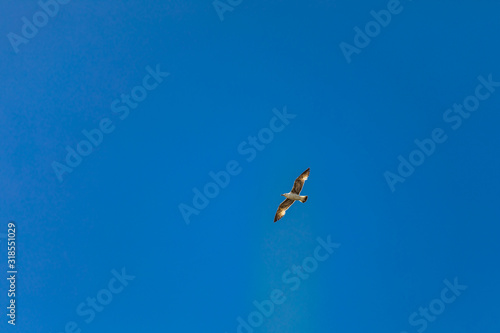 Seagull flying with open wings in the clear blue sky.