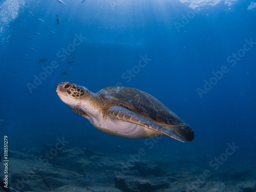 Wide angle shoot of a green turtle in the blue water of Tenerife (Canary Island)