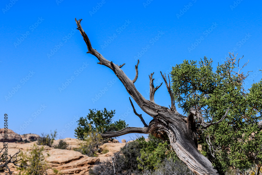 Dry Trees and Other Flora in  Canyonlands National Park, USA