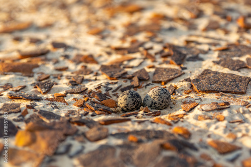 Close-up shot of a nest with two Red-Capped Plover (Charadrius ruficapillus) eggs, a small bird species that breeds in Australia. Seen within iron-rich red sand crust on Fraser Island, Queensland. photo