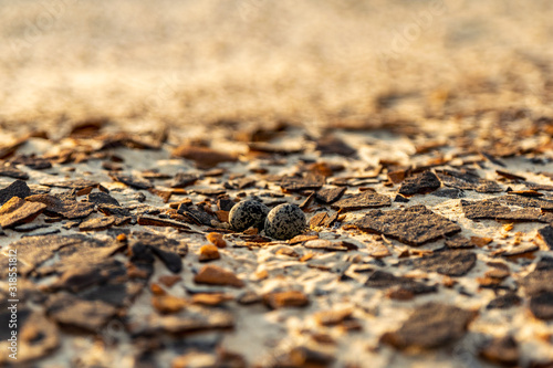 Close-up shot of a nest with two Red-Capped Plover (Charadrius ruficapillus) eggs, a small bird species that breeds in Australia. Seen within iron-rich red sand crust on Fraser Island, Queensland. photo