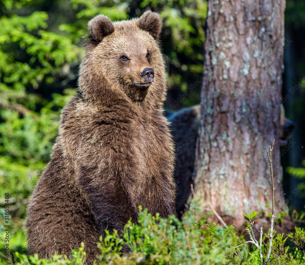 Portrait of Cub of Wild Brown bear (Ursus Arctos Arctos) in the summer forest. Natural green Background