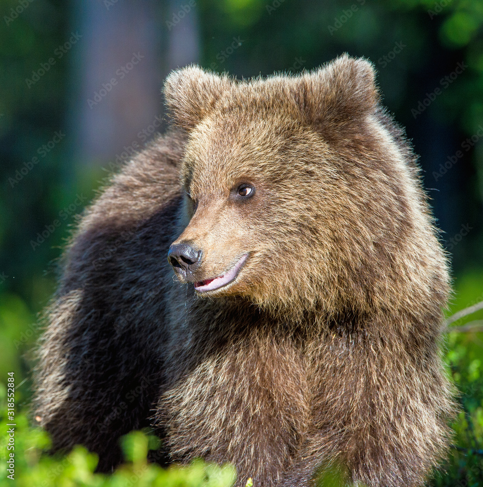 Fototapeta premium Portrait of Cub of Wild Brown bear (Ursus Arctos Arctos) in the summer forest. Natural green Background