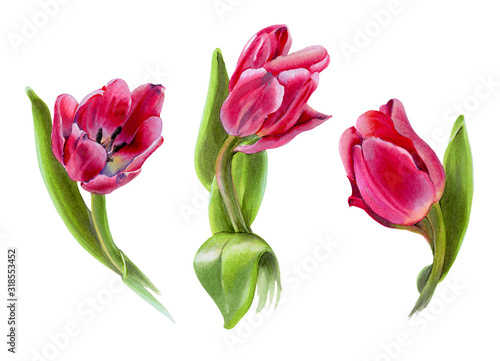 Flowers isolated on a white background