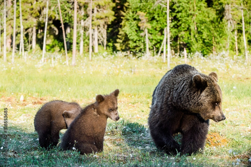 Bear cubs hide for a she-bear. Bear and Cubs of Brown bear (Ursus Arctos Arctos) in the summer forest. Natural green Background Bear cubs hide for a she-bear. Bear and Cubs of Brown bear (Ursus Arctos Arctos) in the summer forest. Natural green Background