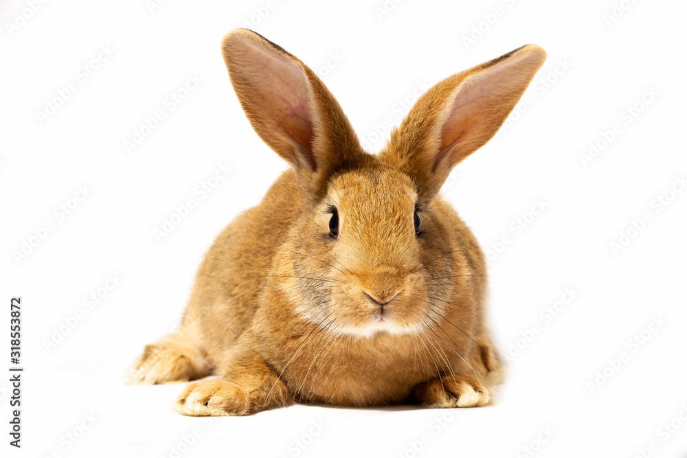 a small fluffy red rabbit on a white background, an Easter Bunny for Easter. Rabbit for spring holidays.