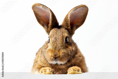 Red fluffy rabbit looks at the sign. Isolated on white background Easter bunny. Red hare for advertising. © Евгений Гончаров