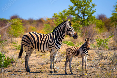 Two zebras in Etosha National Park  Namibia