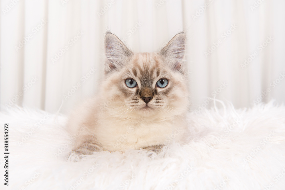 Pretty ragdoll cat lying in a white environment looking at the camera with its blue eyes