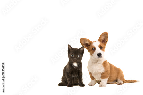 Cute puppy en cute kitten together looking at the camera isolated on a white background with space for copy