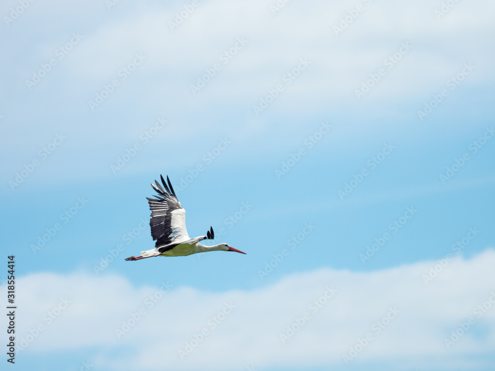 Obraz premium White Stork at Knapp, UK ( Ciconia ciconia )