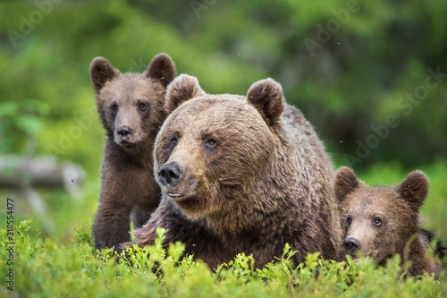 She-Bear and Cubs of Brown bear (Ursus Arctos Arctos) in the summer forest. Natural green Background © Uryadnikov Sergey