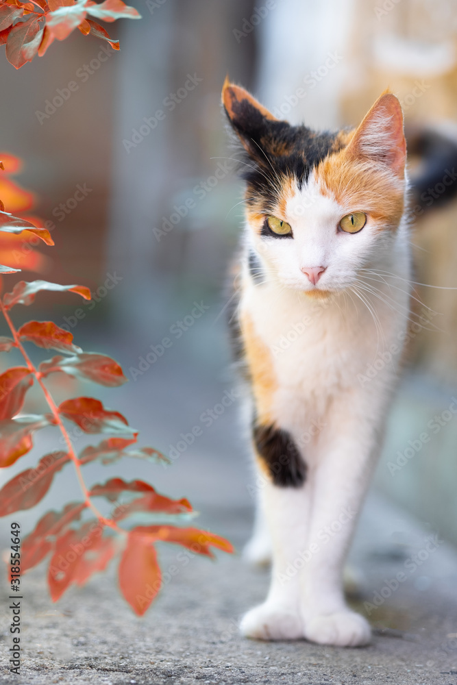 Obraz premium cat and fish in aquarium