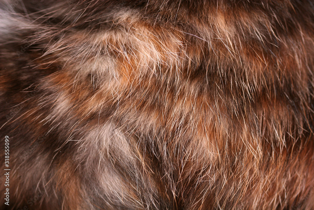 Fototapeta premium texture of fur