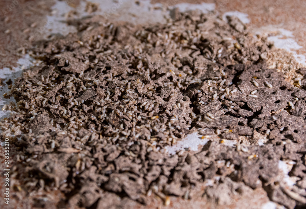 The termites that eat wood and paper in the house. The termites that eat wood and paper in the house.
