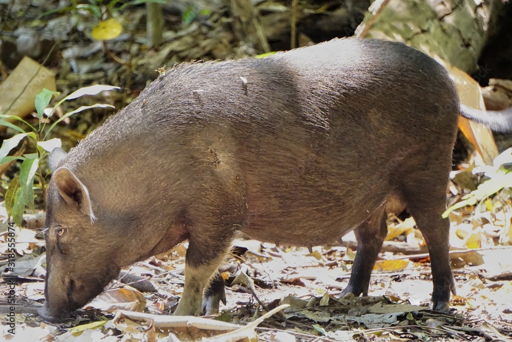 Adult sized wild boar with thin black hair, sniffing for food on the ground. Adult sized wild boar with thin black hair, sniffing for food on the ground.