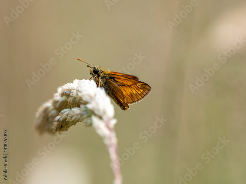 Large Skipper butterfly (Ochlodes venata) resting on grass