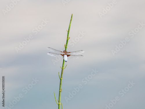 Broad-bodied chaser or broad-bodied darter. On Reed © Stephan Morris 