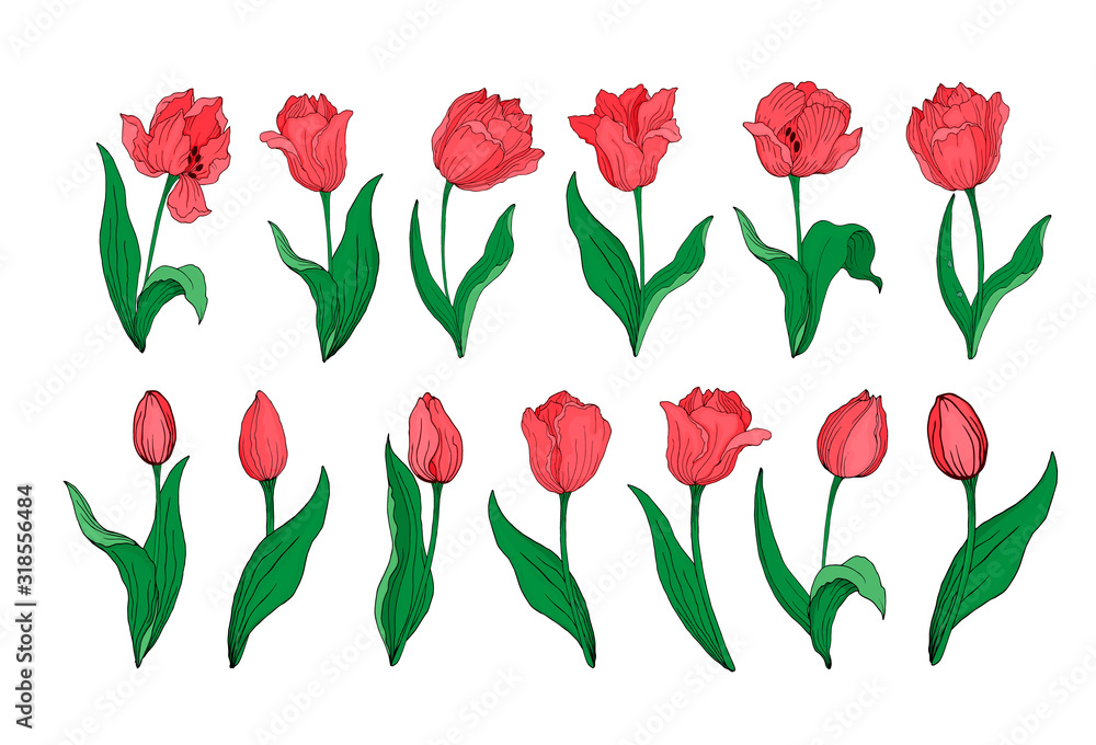 Collection of red blooming tulips buds leaves stems isolated on white. Hand drawing of blooming tulips.