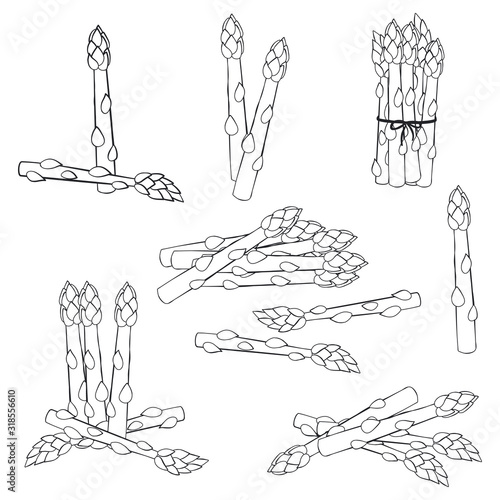 Asparagus vector sketch set isolated on white background.