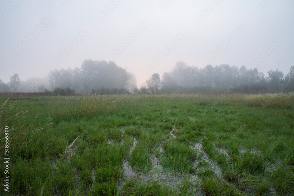 Fog in the swamp