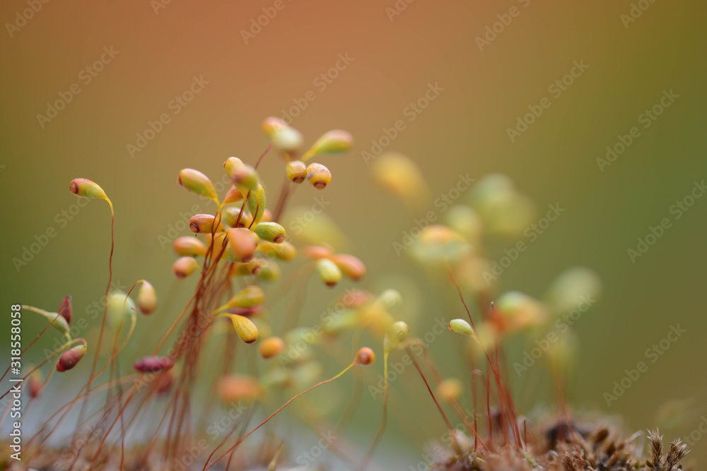 Beautiful tiny plants up close (very shallow depth of field)