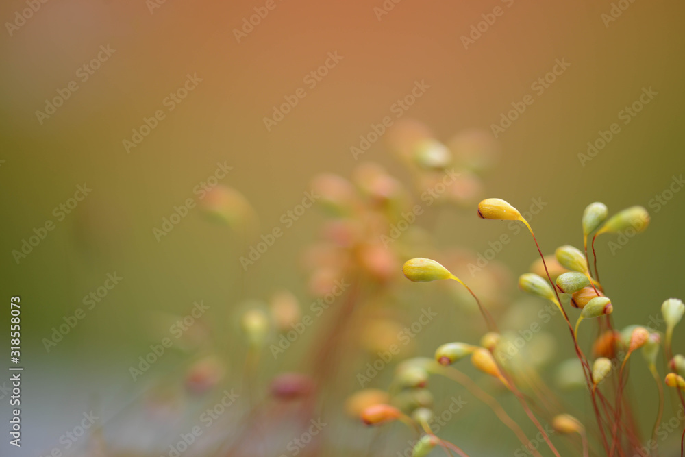 Beautiful tiny plants up close (very shallow depth of field) Beautiful tiny plants up close (very shallow depth of field)