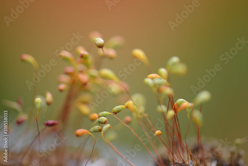 Beautiful tiny plants up close (very shallow depth of field)