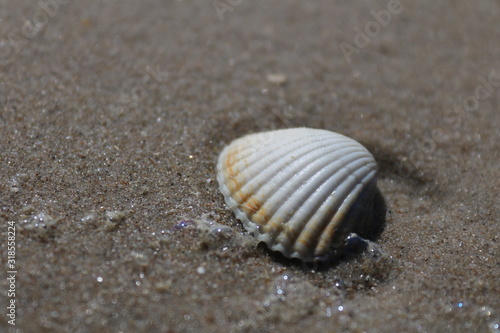 Shell on the beach © Martin