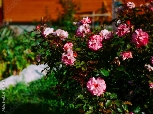 Bush roses in the garden in summer, Russia