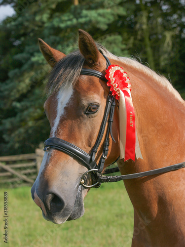 Winning Horse © Nigel Baker